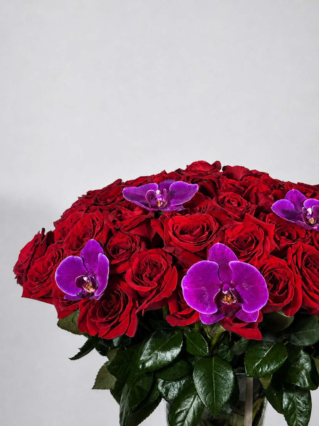 ROSAS1