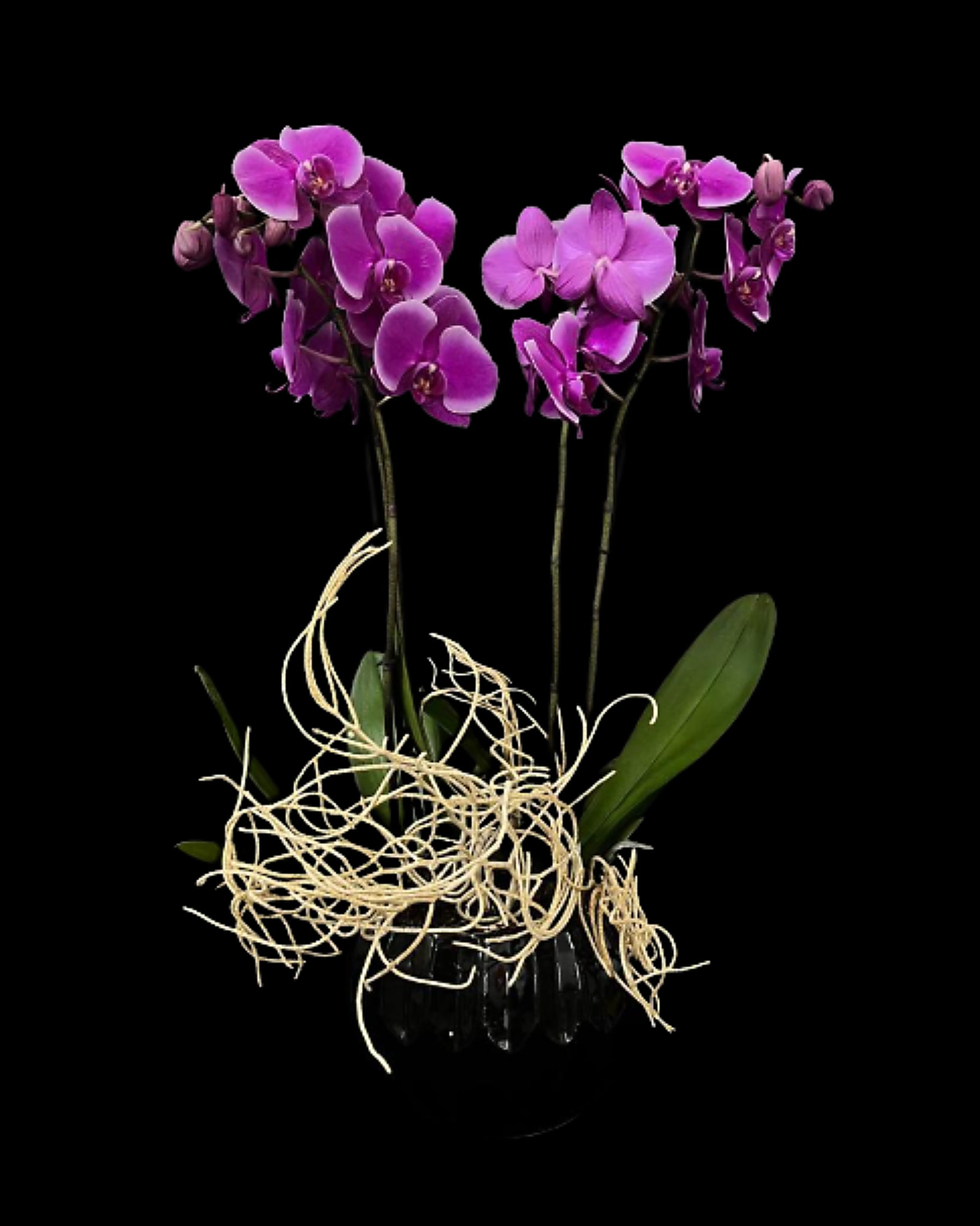 5.- ORCHIDS