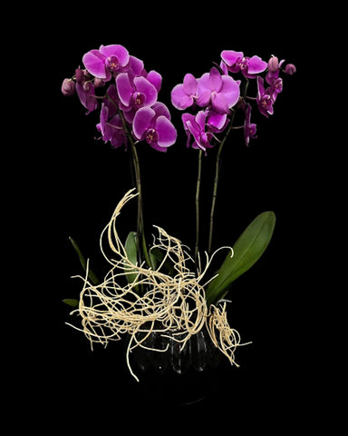 5.- ORCHIDS