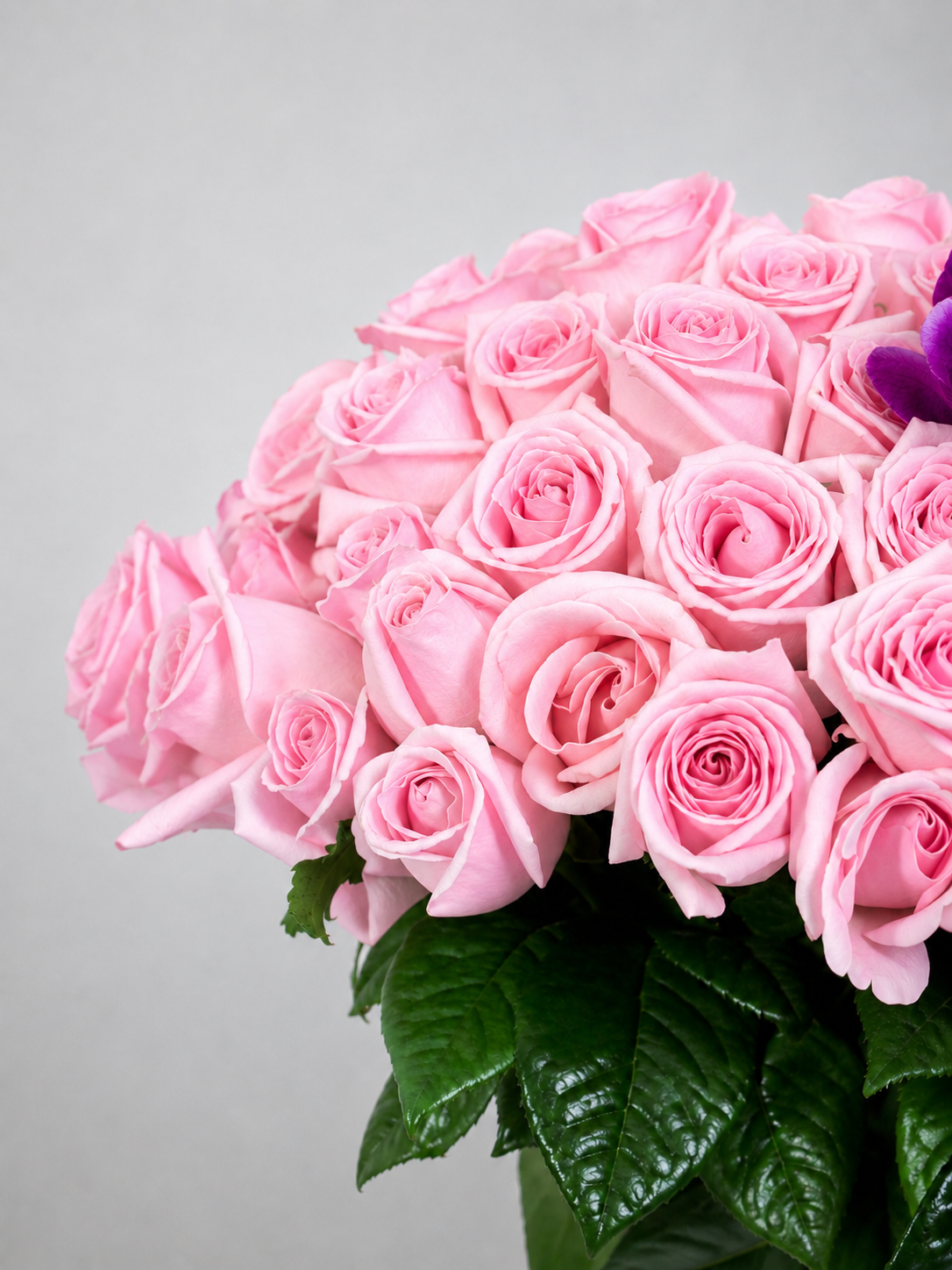 ROSAS2