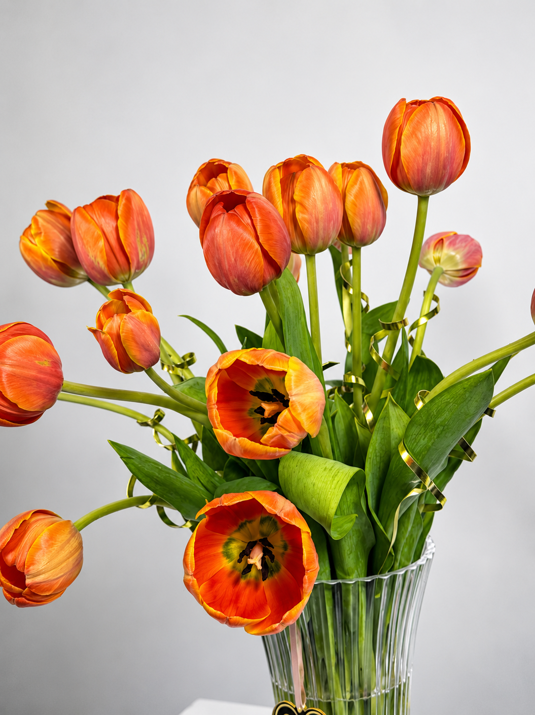 TULIPAN 2