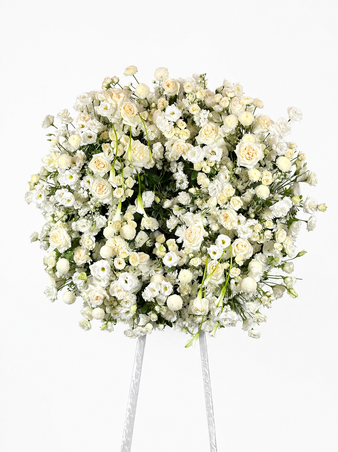 CORONA 6