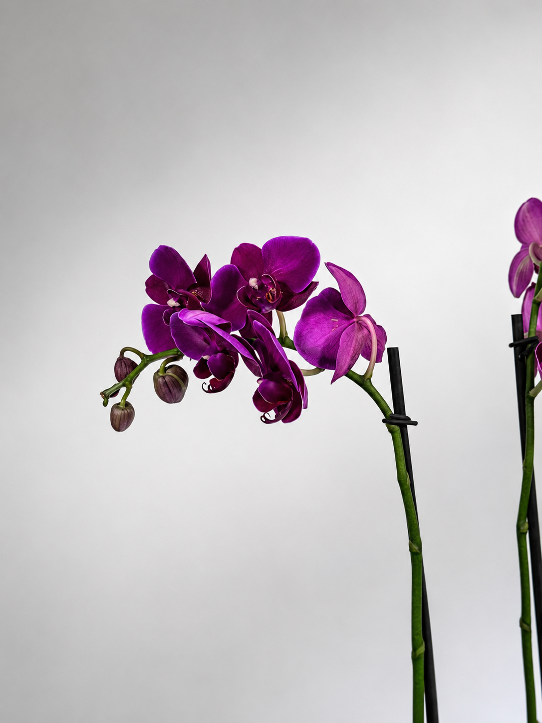 ORQUIDEA 1