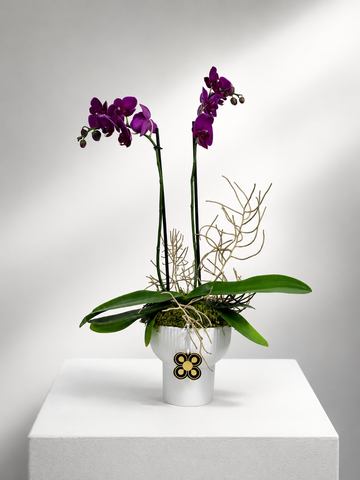 ORQUIDEA 1