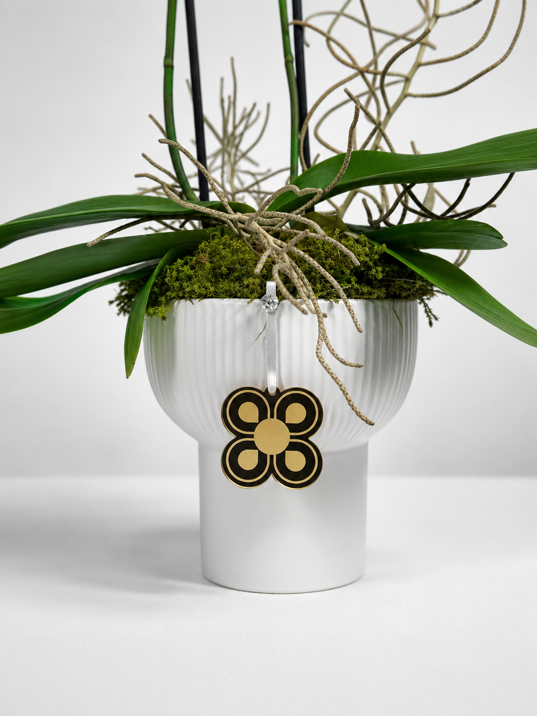 ORQUIDEA 1