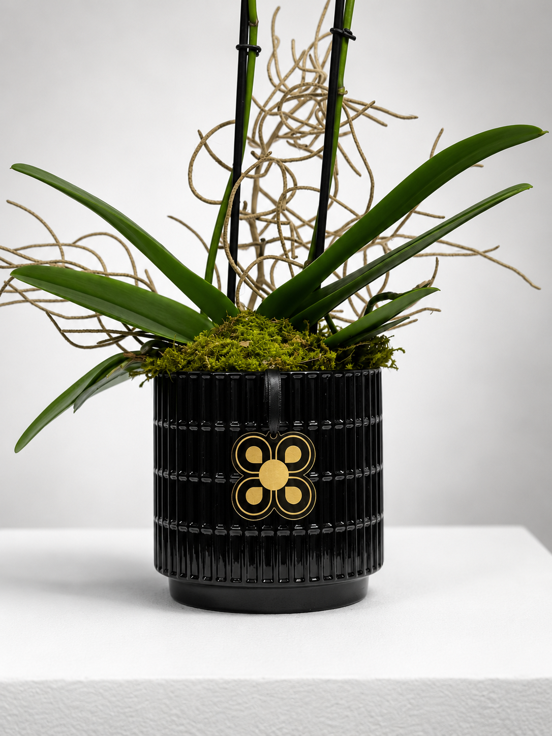 ORQUIDEA 2