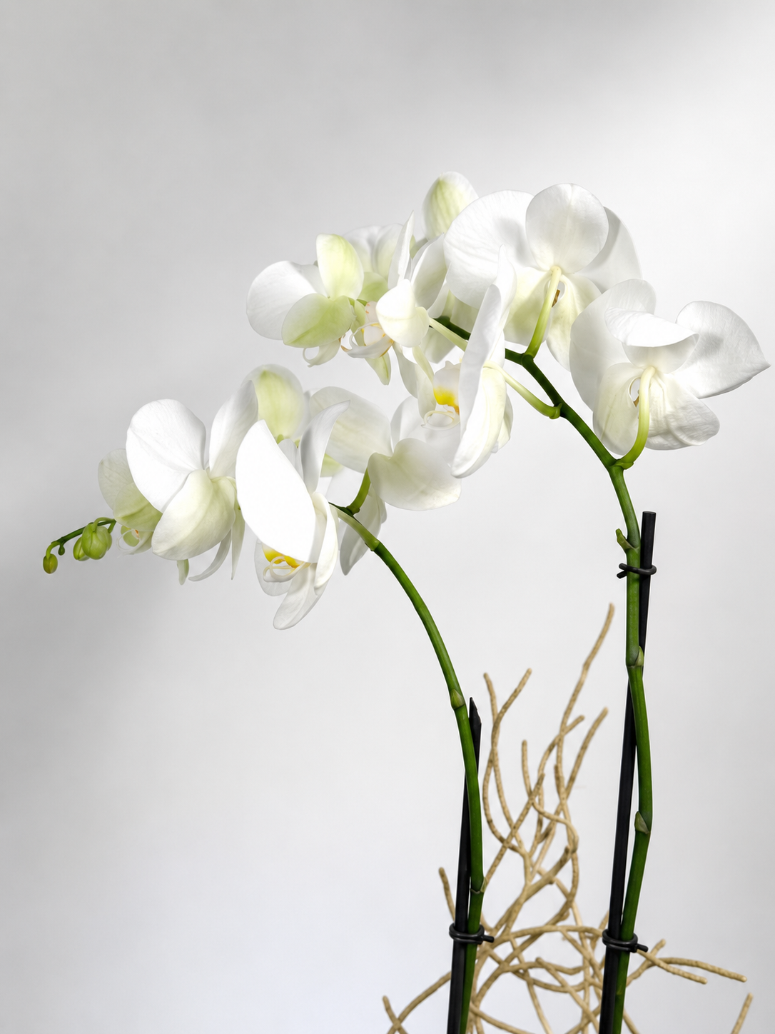 ORQUIDEA 2