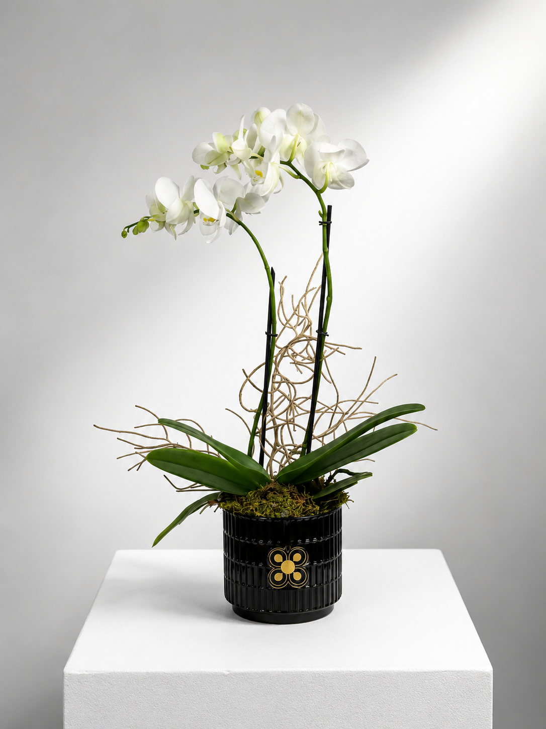 ORQUIDEA 2