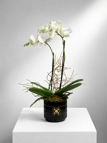 ORQUIDEA 2