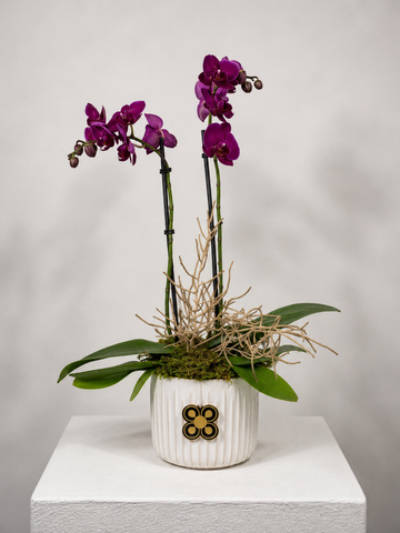 ORQUIDEA 3