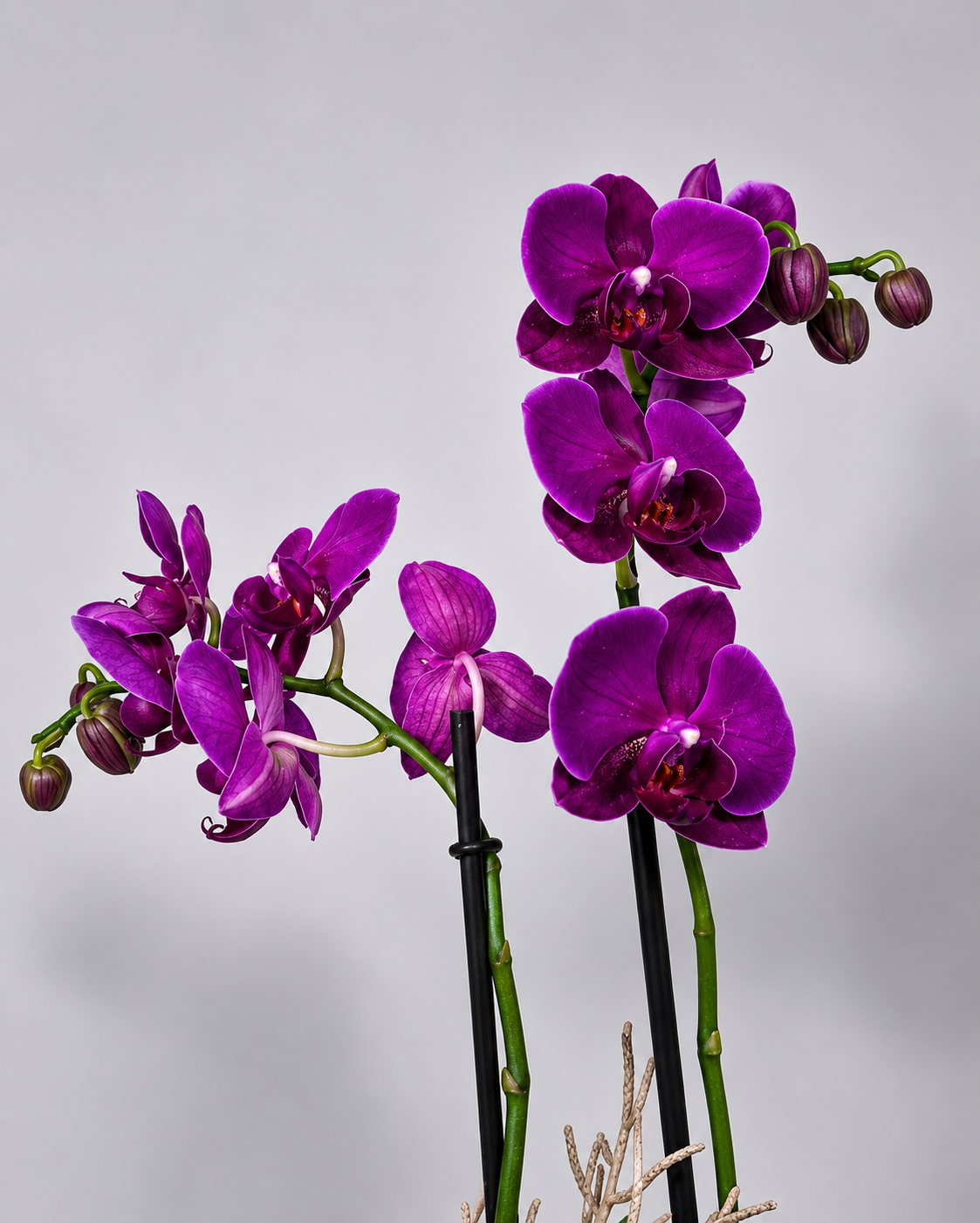 ORQUIDEA 3