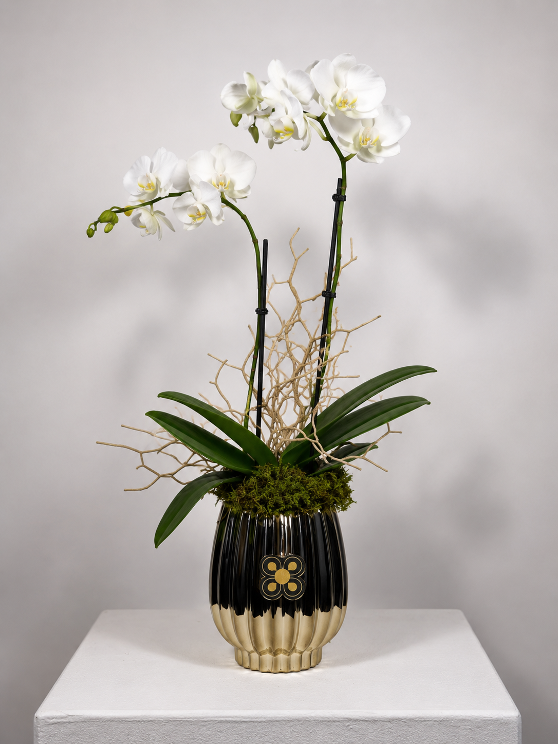 ORQUIDEA 4