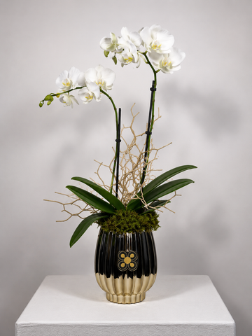 ORQUIDEA 4