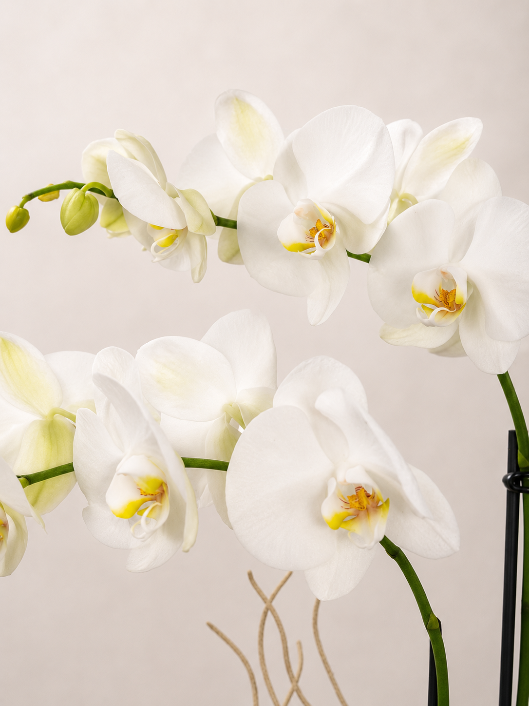 ORQUIDEA 4