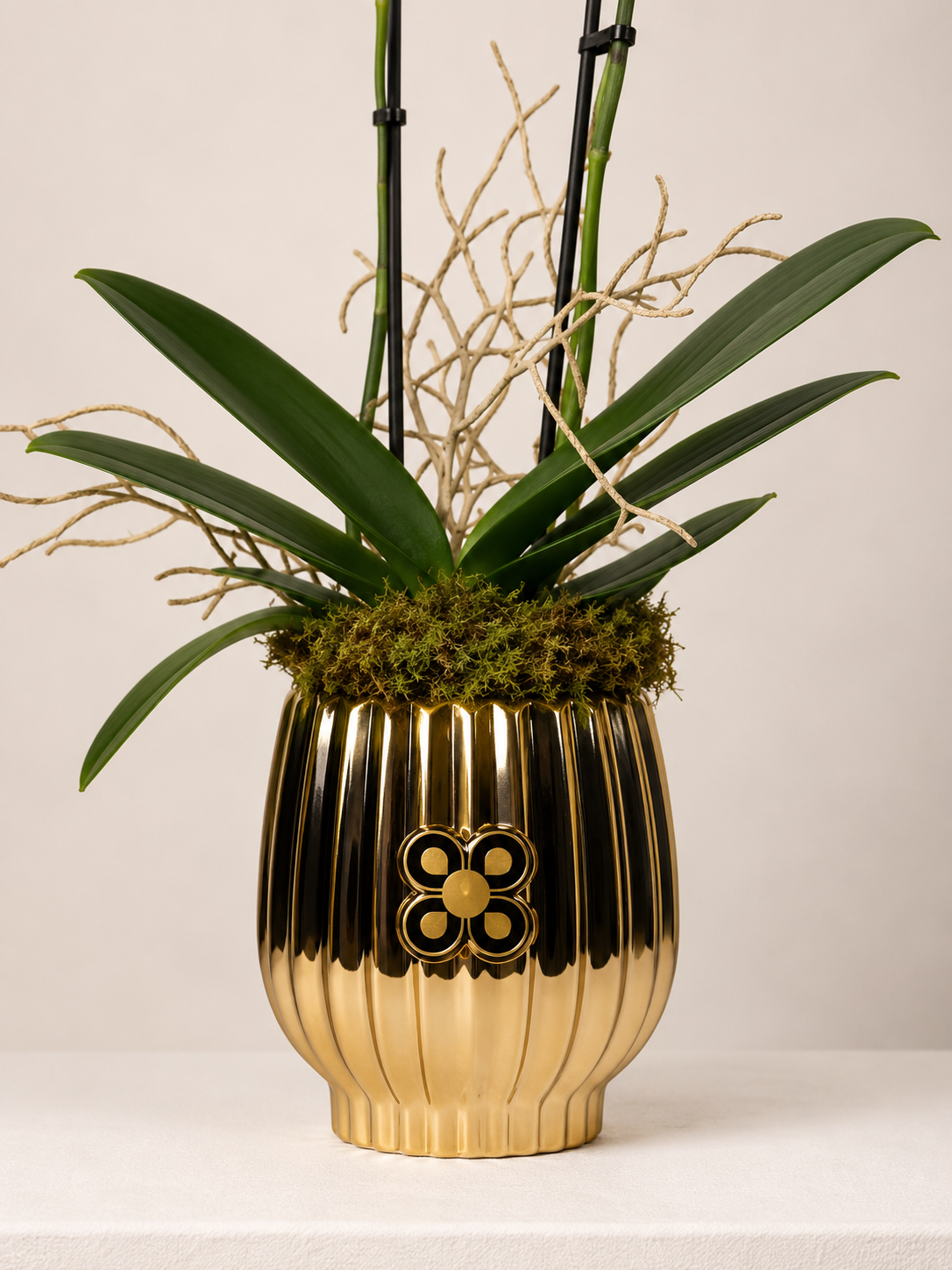 ORQUIDEA 4