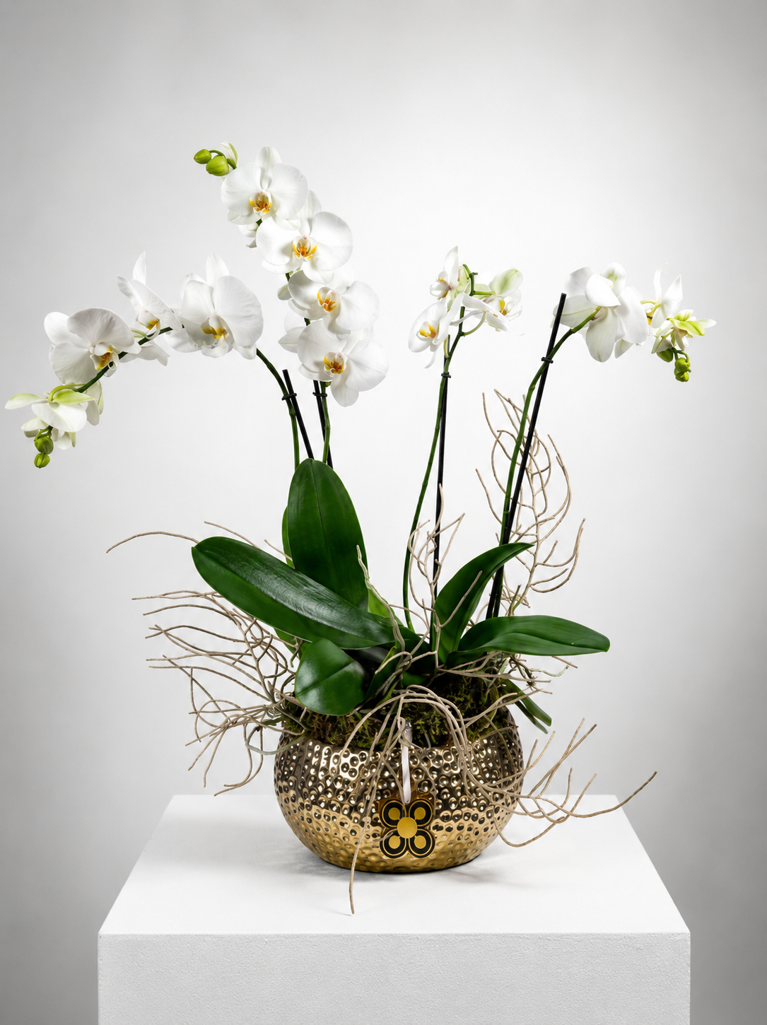 ORQUIDEA 5