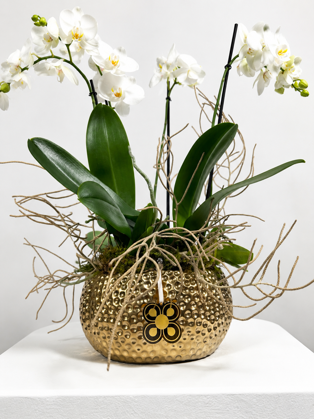 ORQUIDEA 5