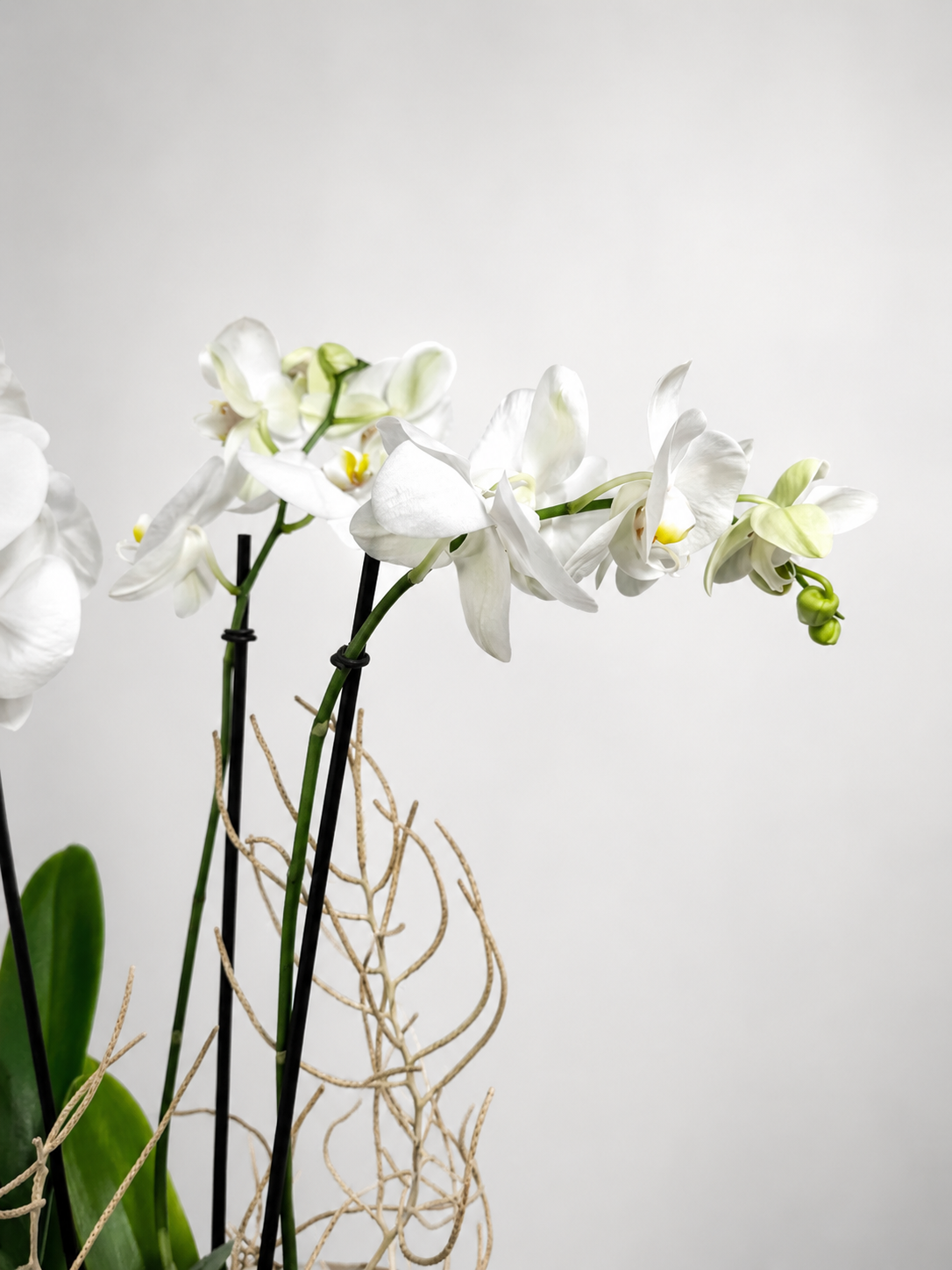 ORQUIDEA 5