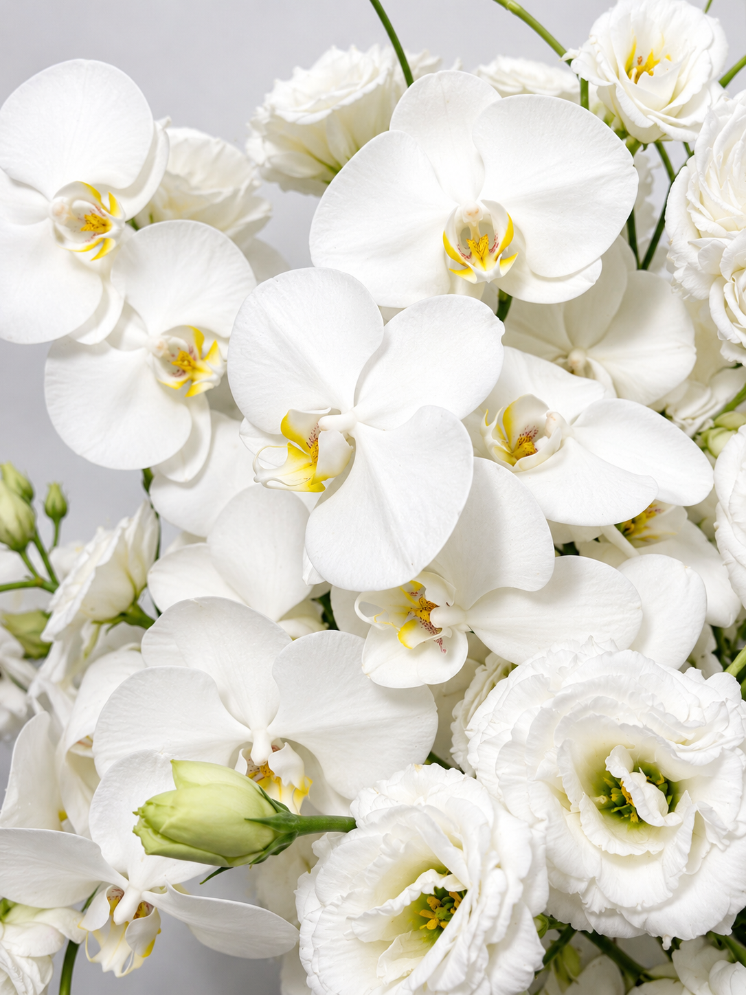 ORQUIDEA 7