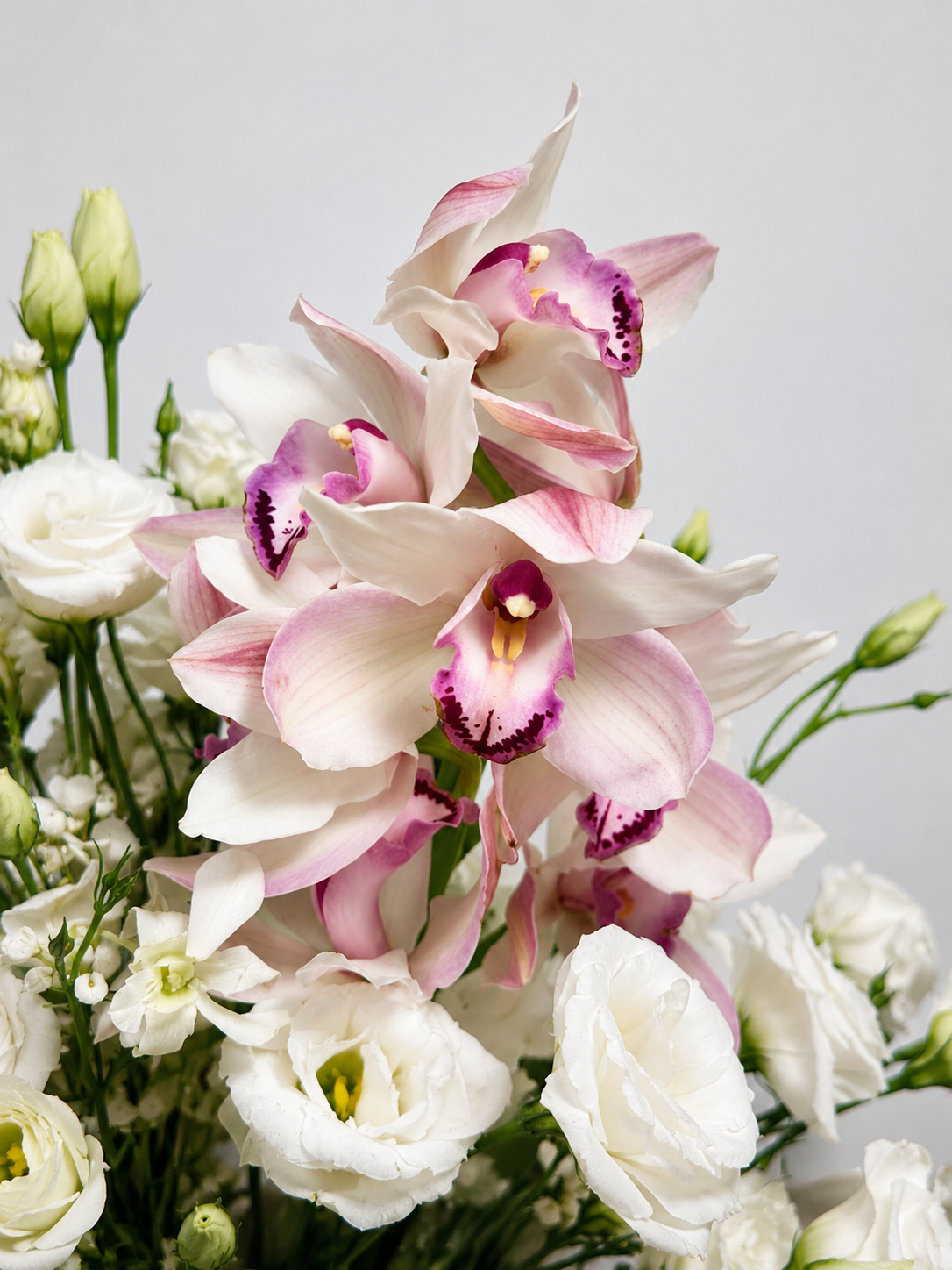 ORQUIDEA 7