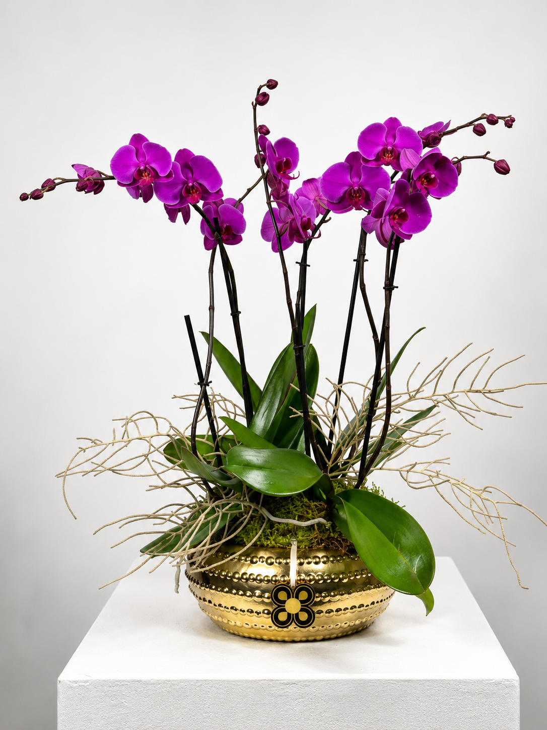 ORQUIDEA 6