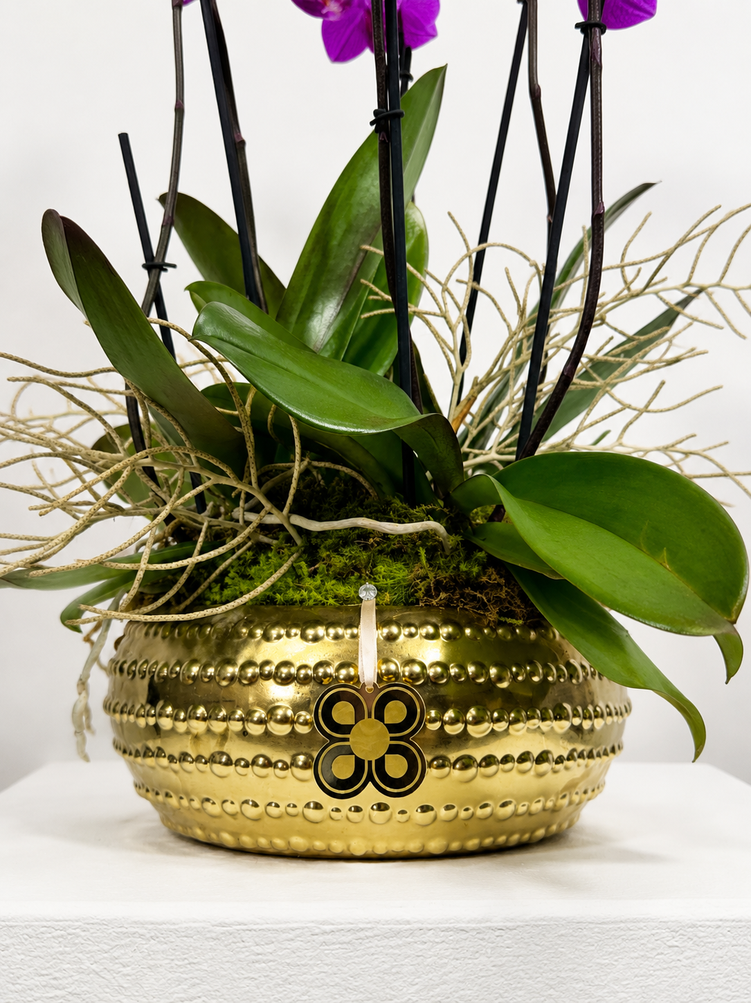 ORQUIDEA 6