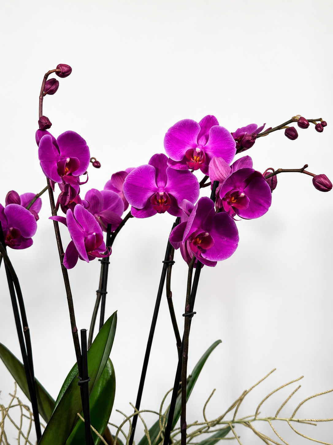 ORQUIDEA 6