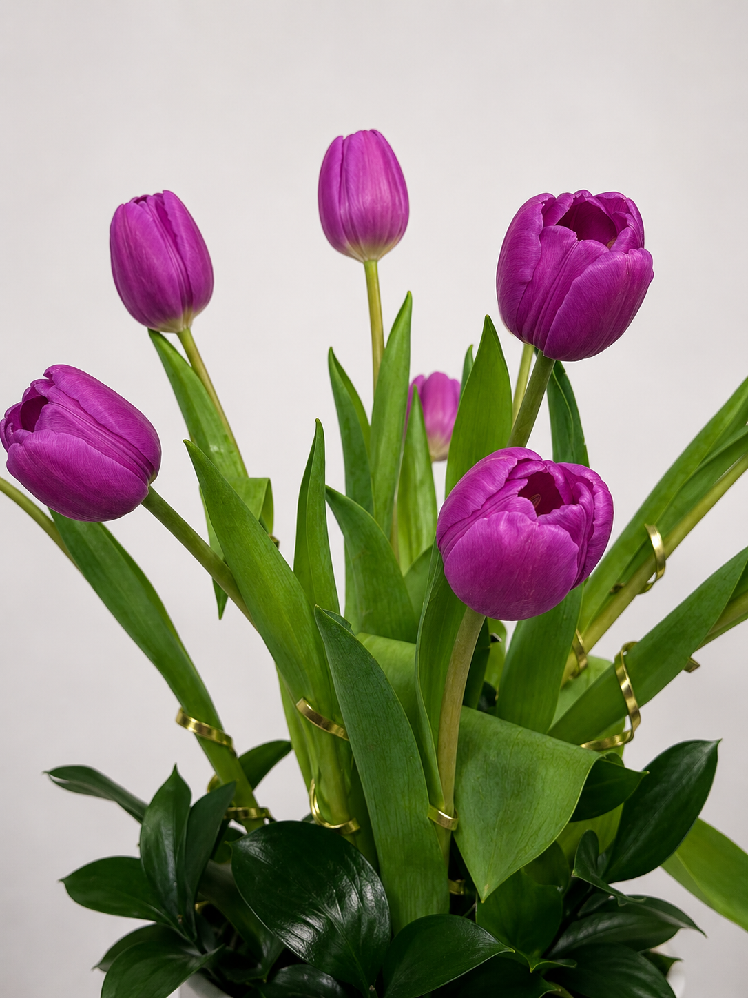 TULIPAN 1
